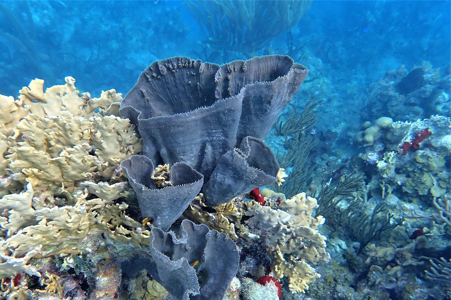 Bocas Del Toro Scuba Diving