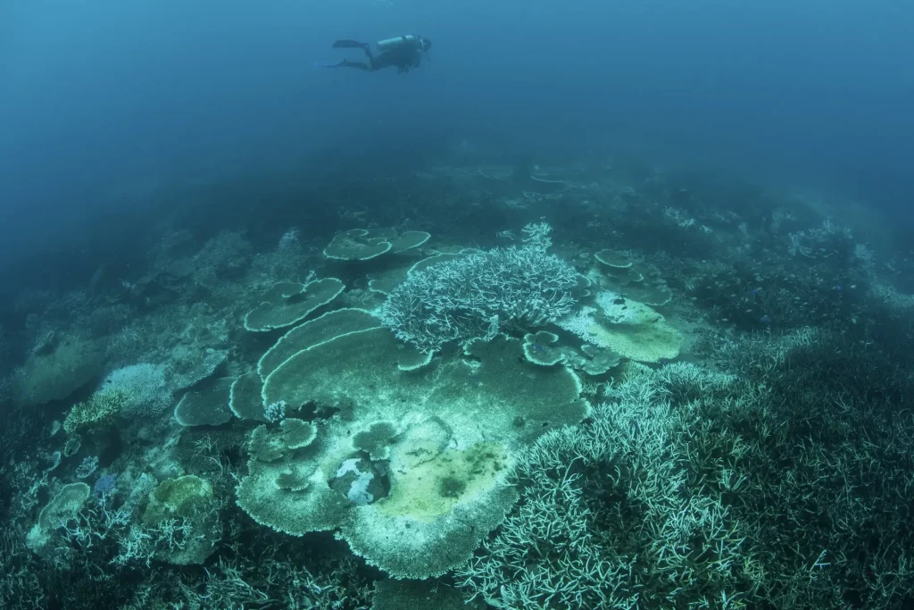 Le point sur le corail mort: pourquoi les récifs coralliens s’éteignent-ils ?