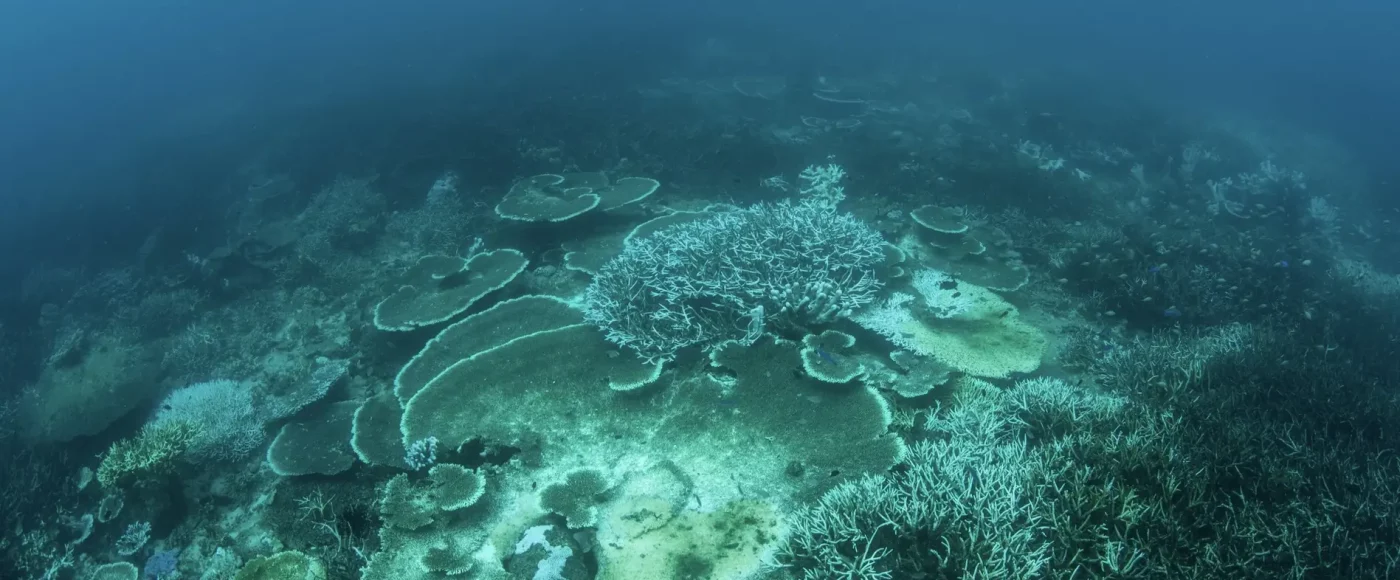 Le point sur le corail mort: pourquoi les récifs coralliens s’éteignent-ils ?