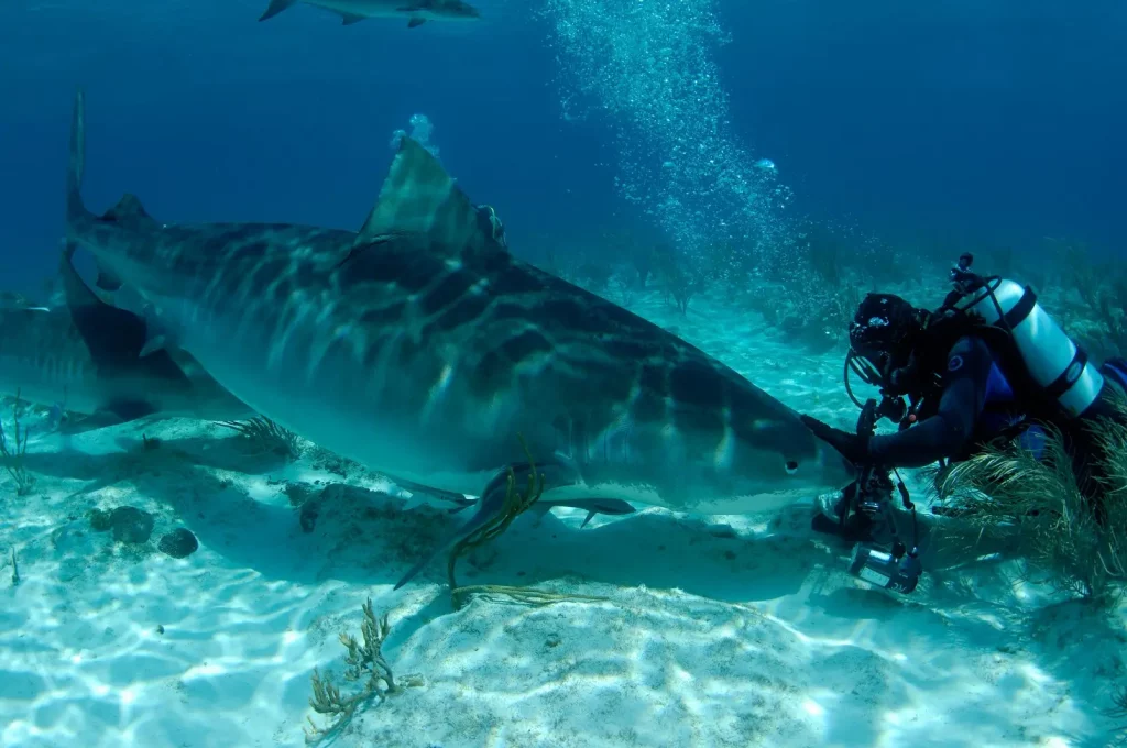 Jim With Emma Tiger shark