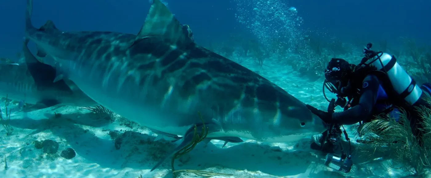 Jim avec Emma Tiger Shark