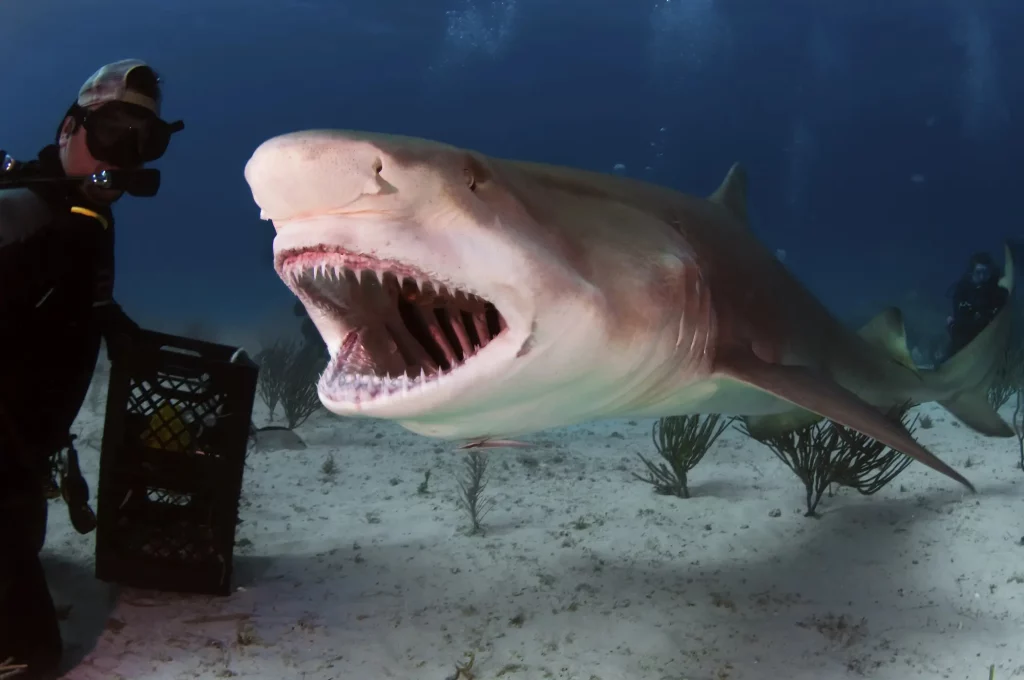 Les requins citron sont-ils dangereux ? Distinguer le vrai du faux