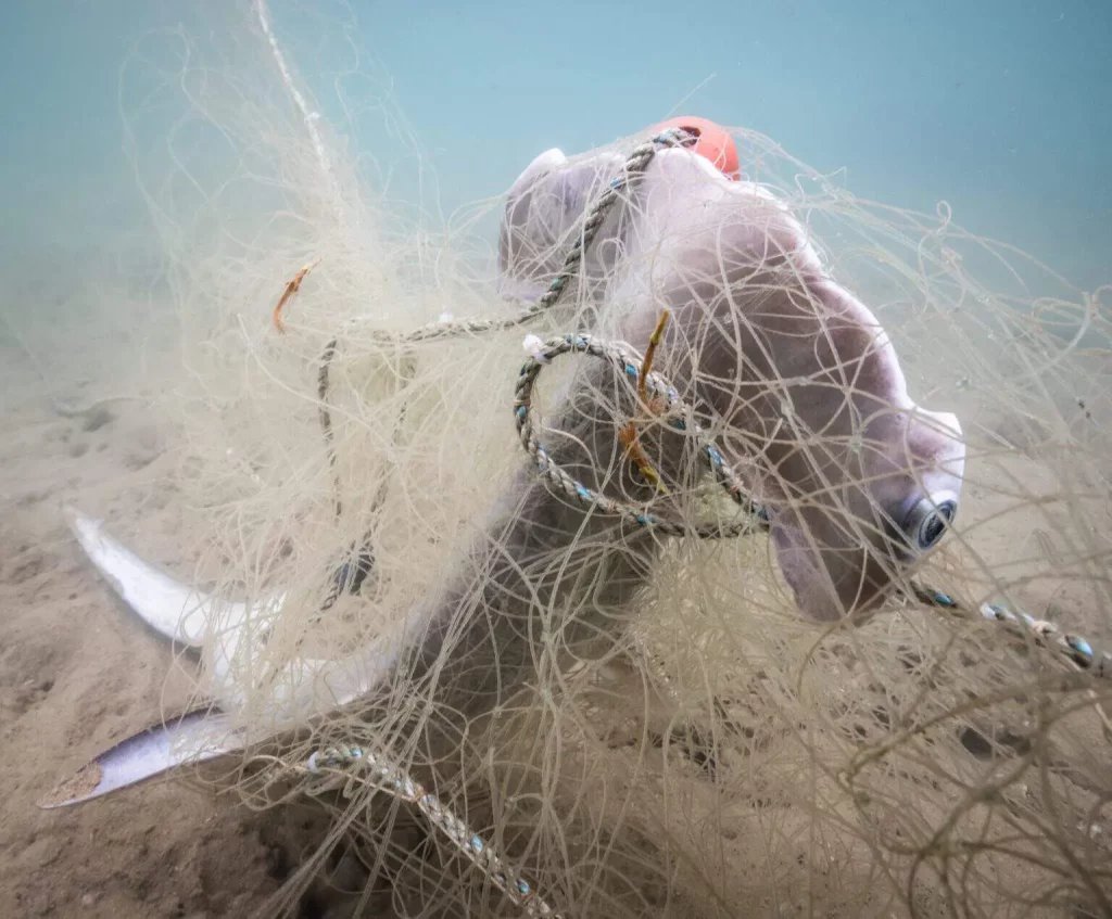 Requin pris dans le filet du pêcheur