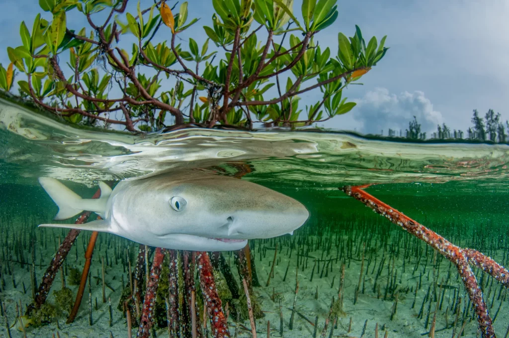 Les requins citron et les mangroves