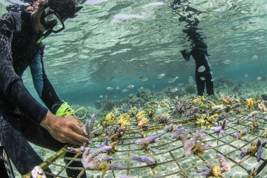 Quels horizons pour les biologistes marins ?  Crédit image : MartinColognoli / OceanImageBank