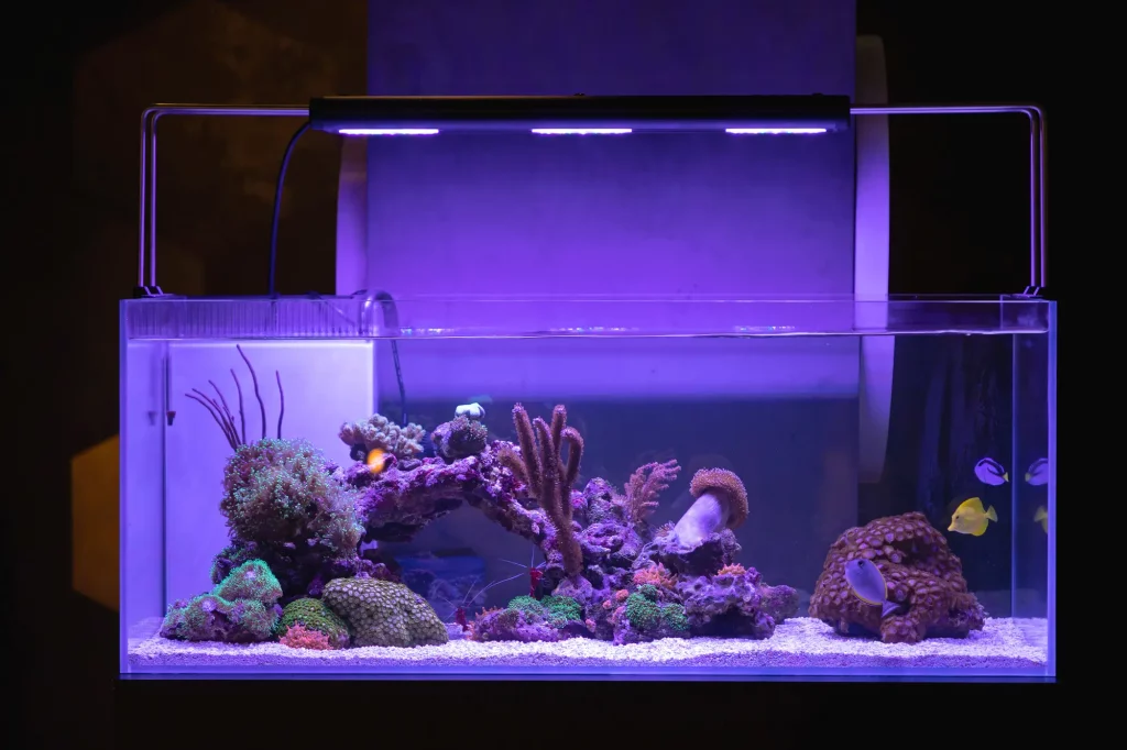            Commencez votre voyage dans un aquarium récifal : conseils essentiels pour les débutants
