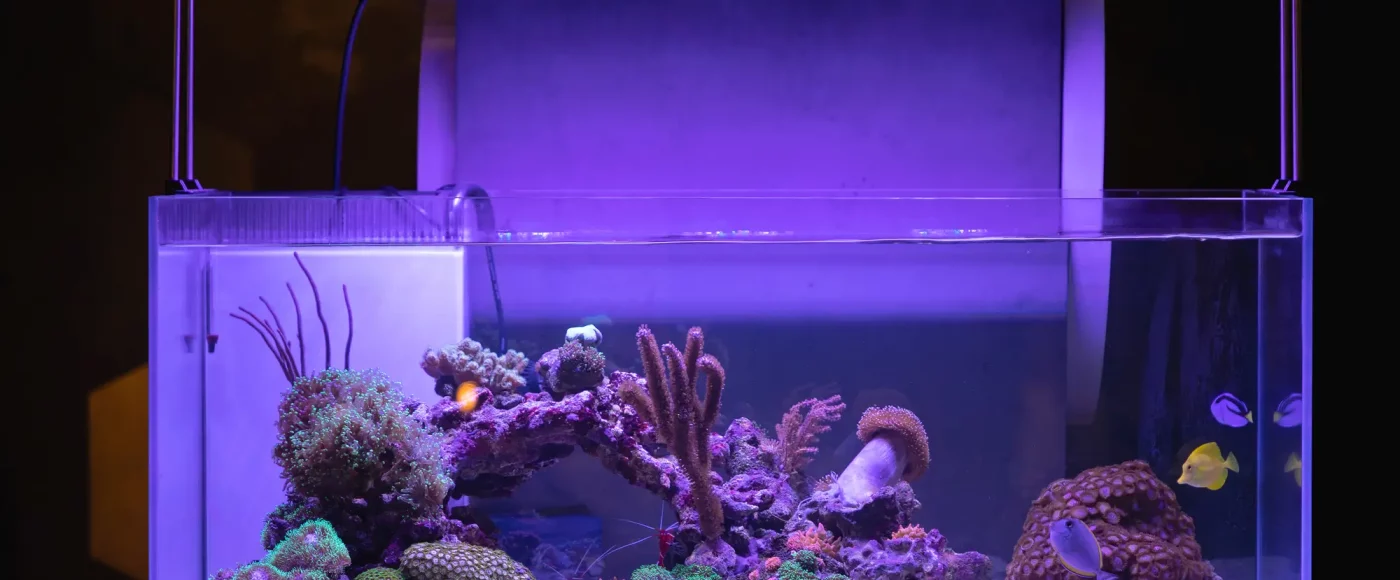 Commencez votre voyage dans un aquarium récifal : conseils essentiels pour les débutants