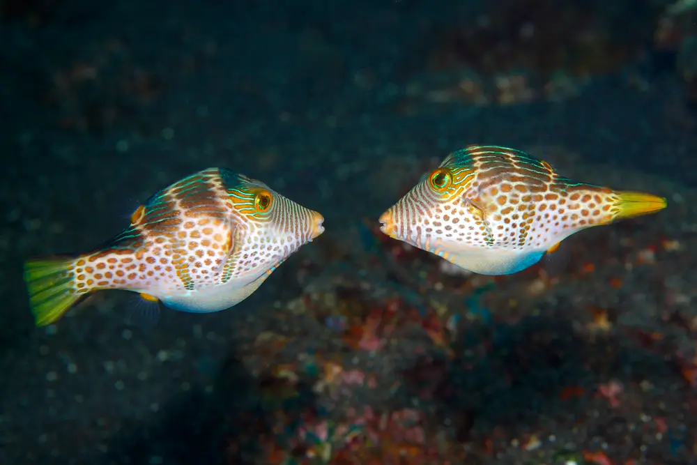 Canthigaster à selle (Canthigaster valentini) :
