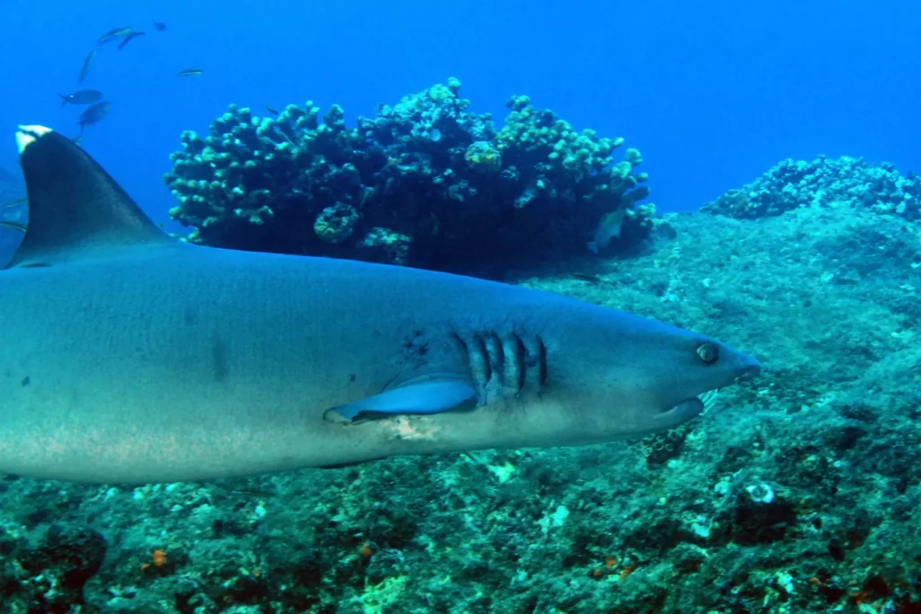 Requin à pointe blanche nageant au-dessus du récif. Coiba, Panama