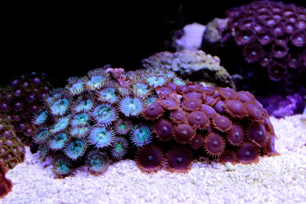 Zoanthidés et Palythoas pour bac à corail
