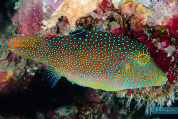 Canthigaster solandri canthigaster tacheté du Pacifique François Libert