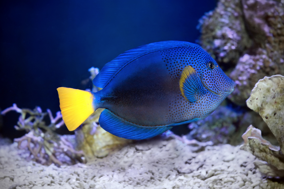 Tangs (Surgeonfish)
