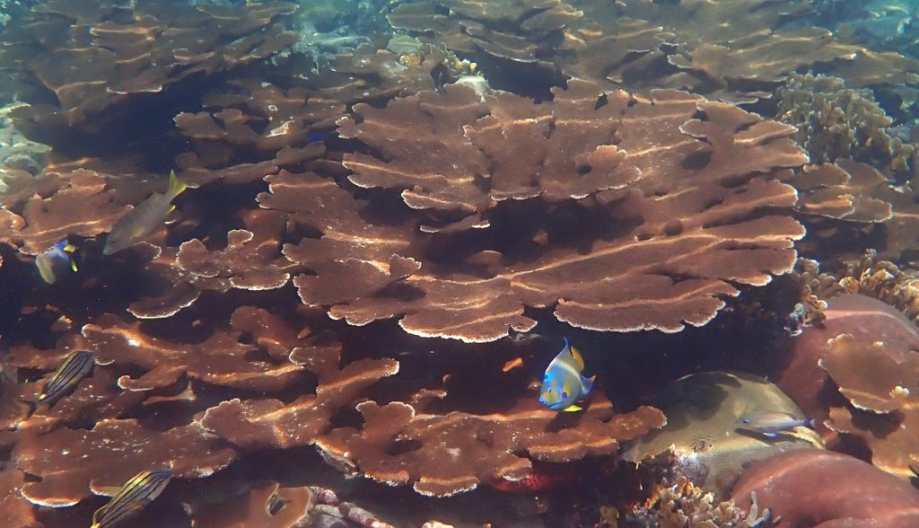 Corail Corne d'élan