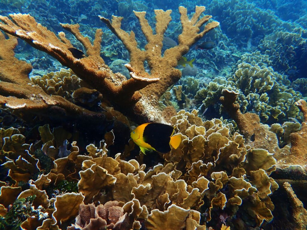 Corail Corne d'élan