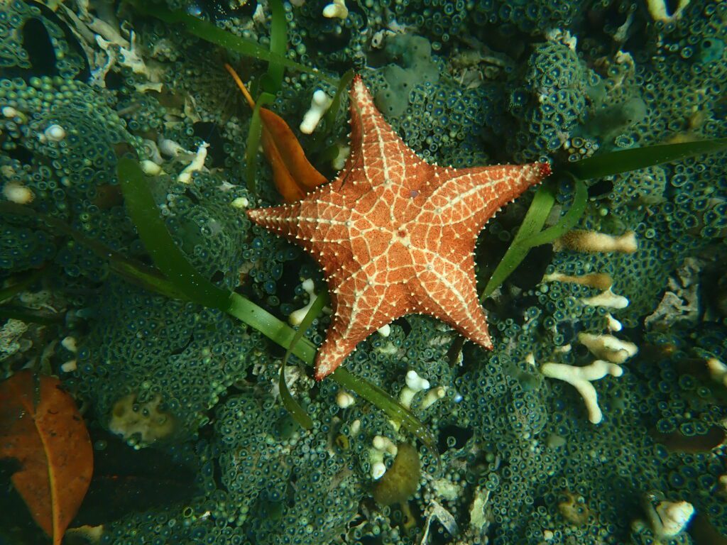 Étoiles de mer
