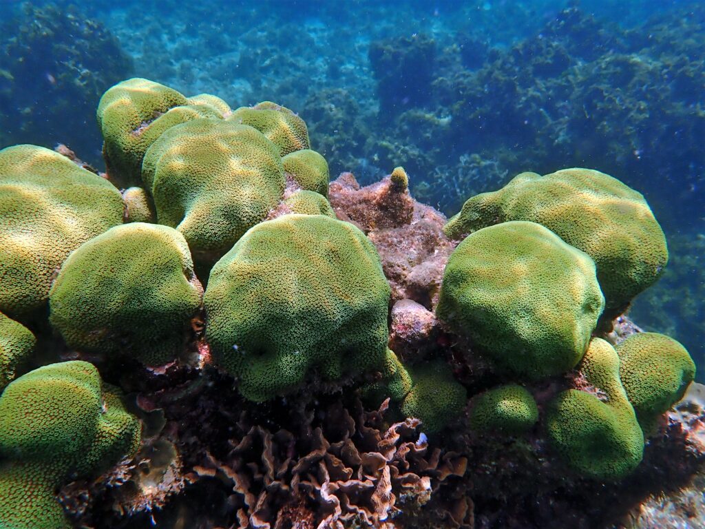 Great star coral in Bocas