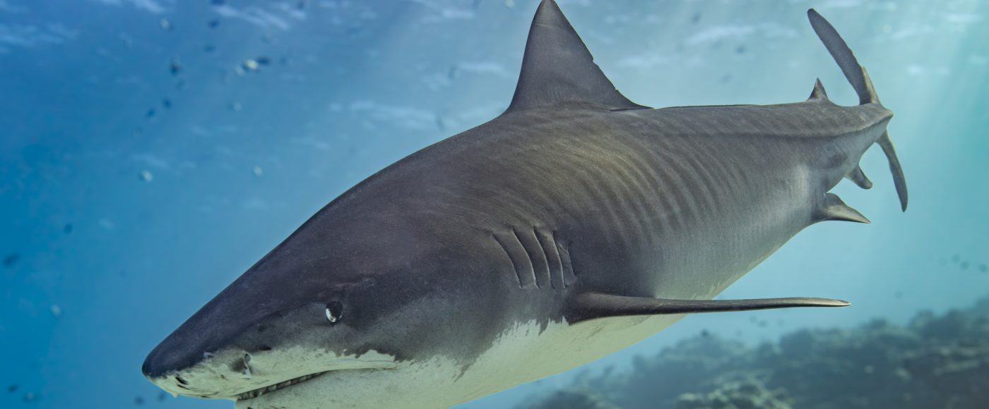 Are Tiger Sharks Aggressive? Unveiling the Truth Behind Their Fearsome Reputation