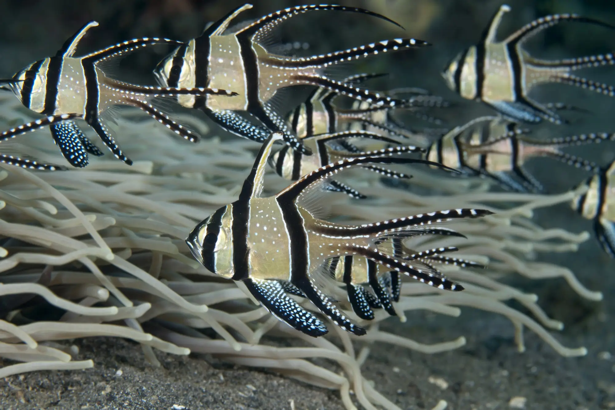 Banggai Cardinalfish