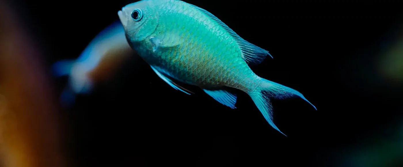 Blue Green Chromis