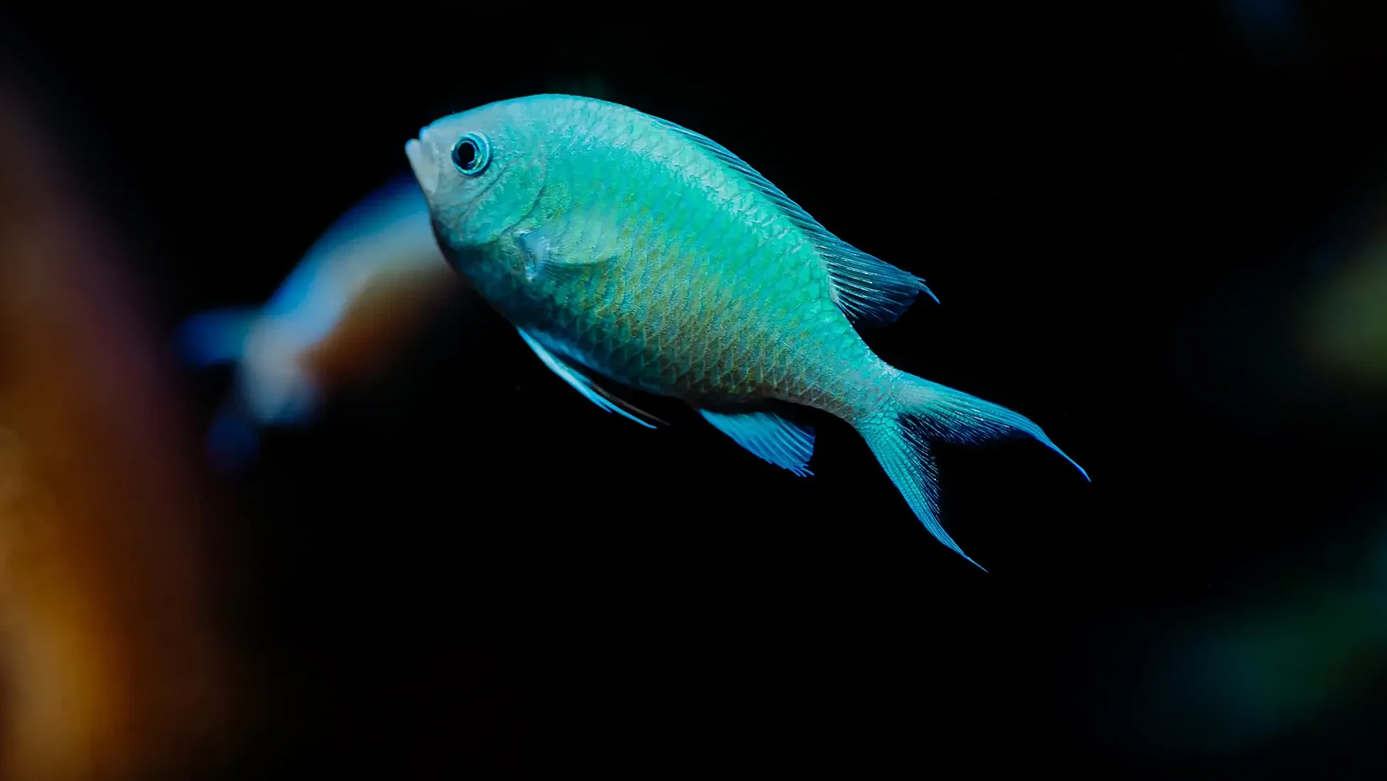 Blue Green Chromis