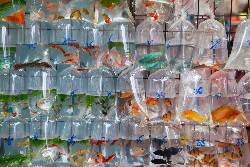 What are the impacts of the aquarium trade on marine ecosystems?