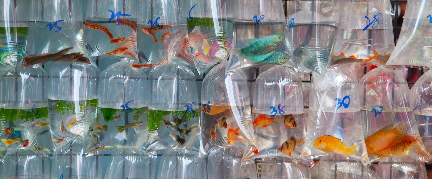 What are the impacts of the aquarium trade on marine ecosystems?