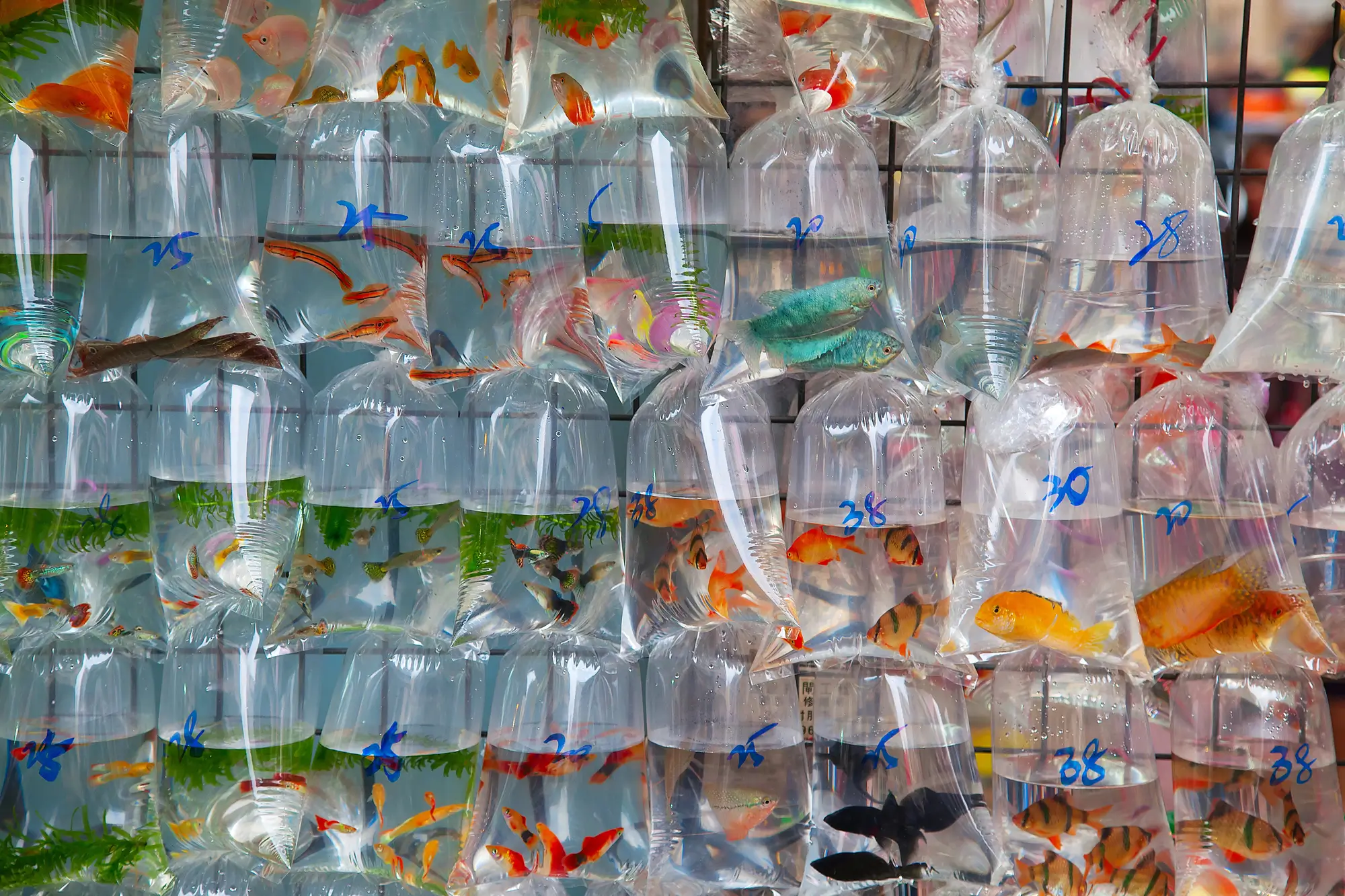 What are the impacts of the aquarium trade on marine ecosystems?