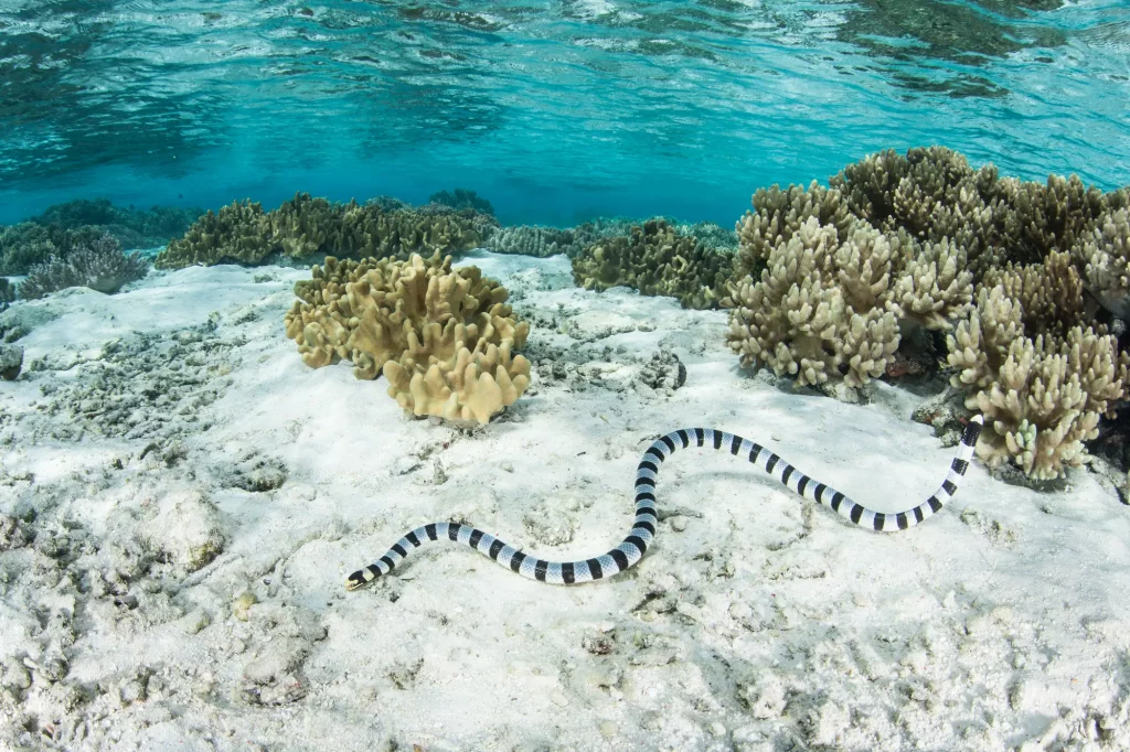 Un krait de mer bagué, Laticauda colubrina, dans les eaux d'Alor
