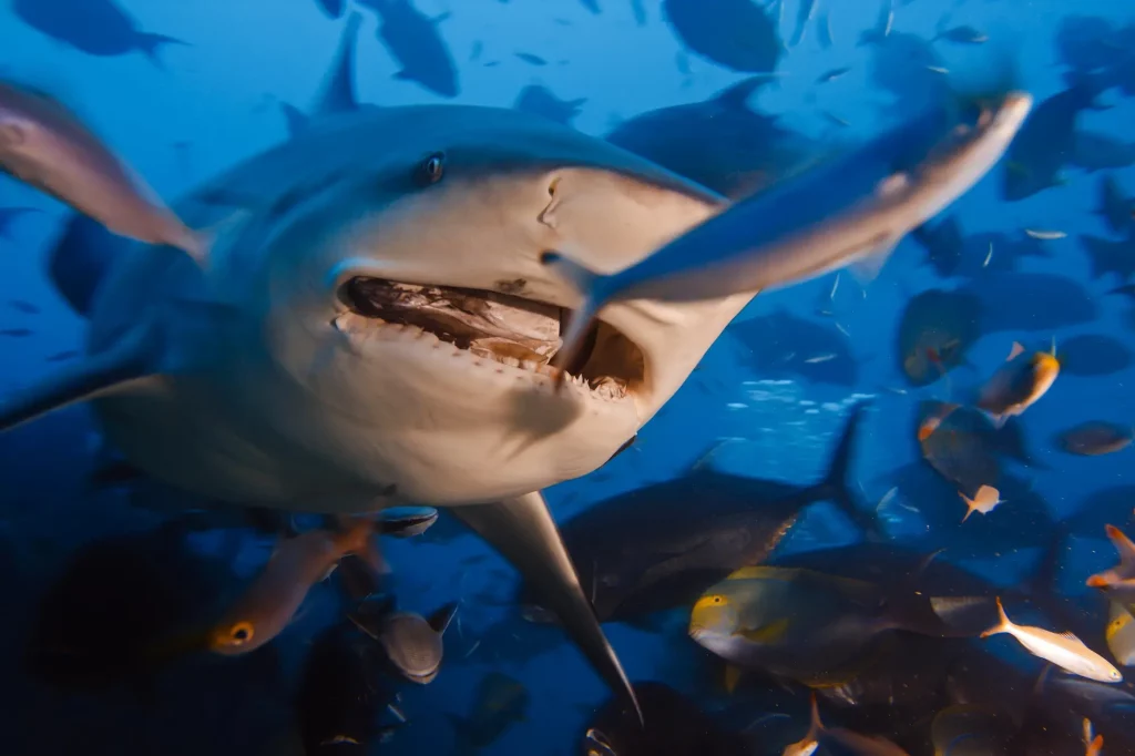 Paul de Gelder's Incredible Journey After a Navy Diver Shark Attack