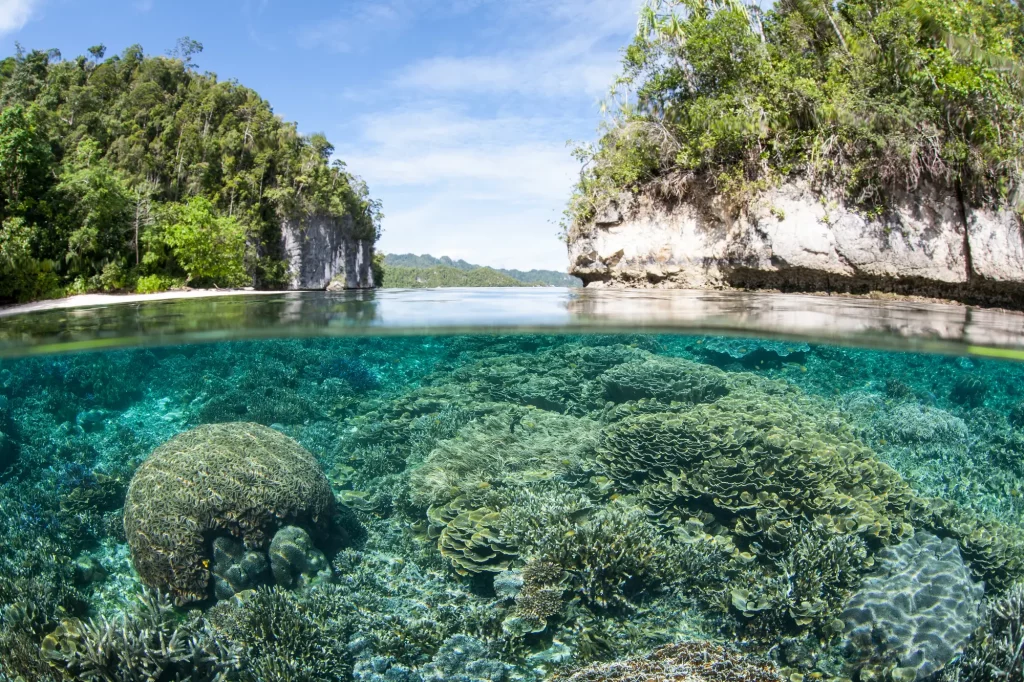 Plongée écologique en Indonésie Raja Ampat