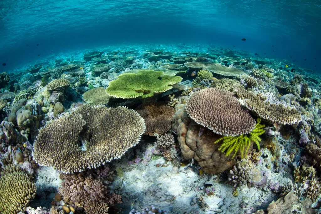 Fragile hard corals grow on a shallow reef in Wakatobi