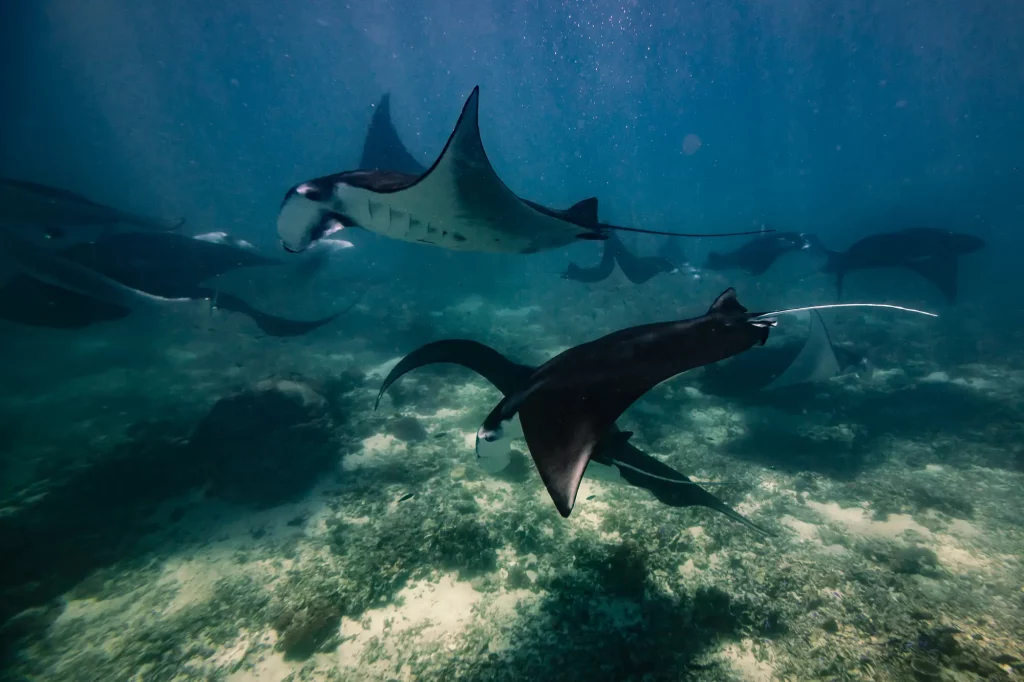 Manta bay Nusa Penida