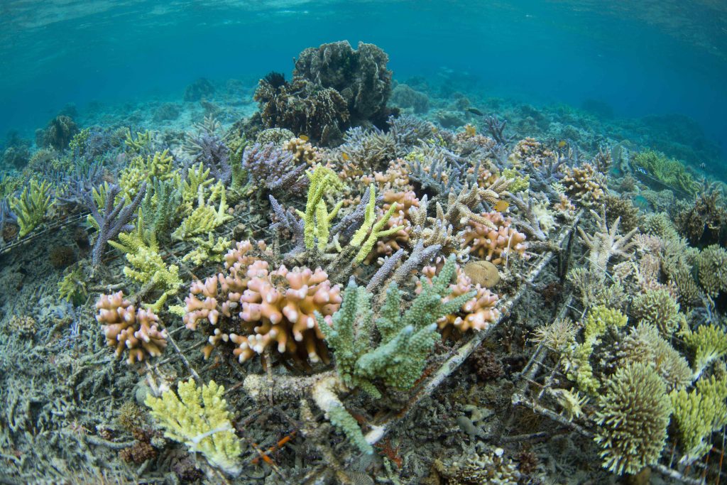 Coral restoration in Indonesia