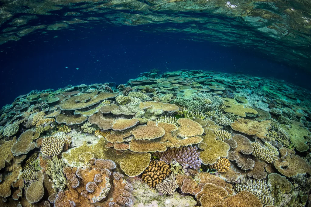 Human Impact on Coral Reefs: How Tourism Can Help or Harm