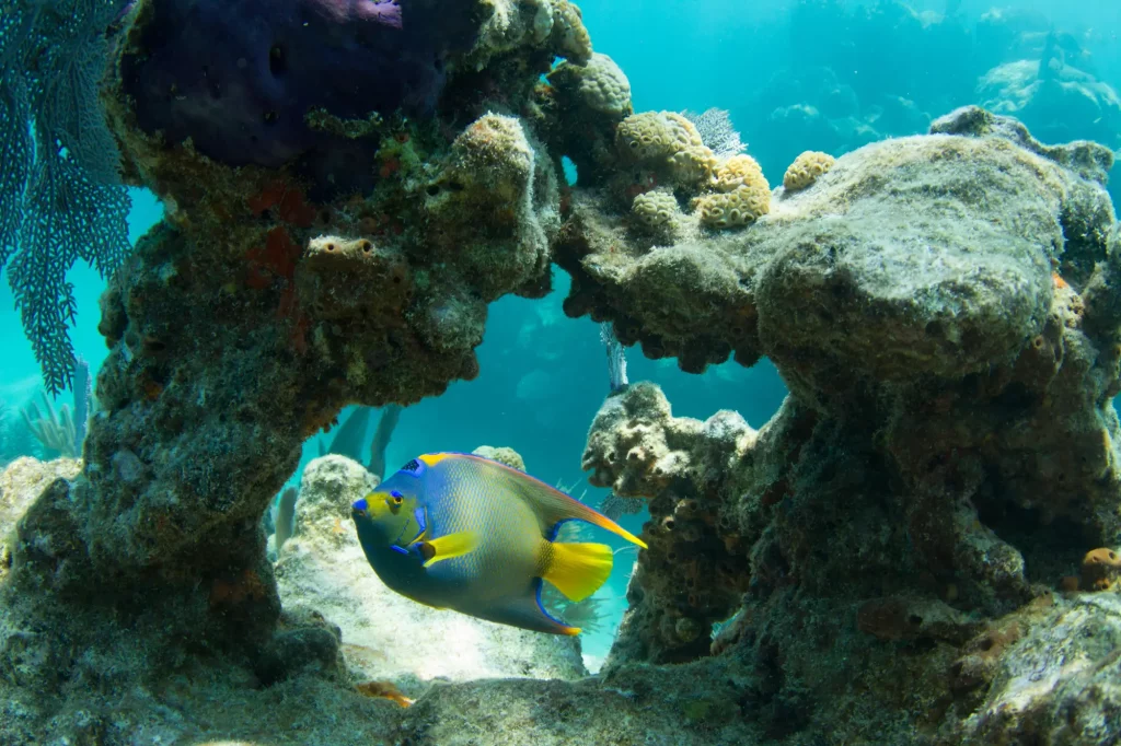 Queen Angelfish Snorkeling in Florida