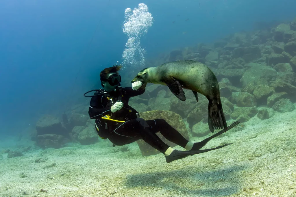 Sea lion biting a diver