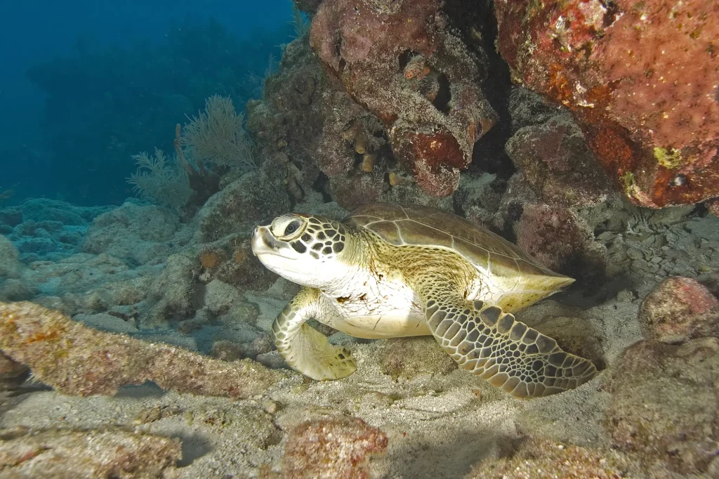 Sea turtle Florida