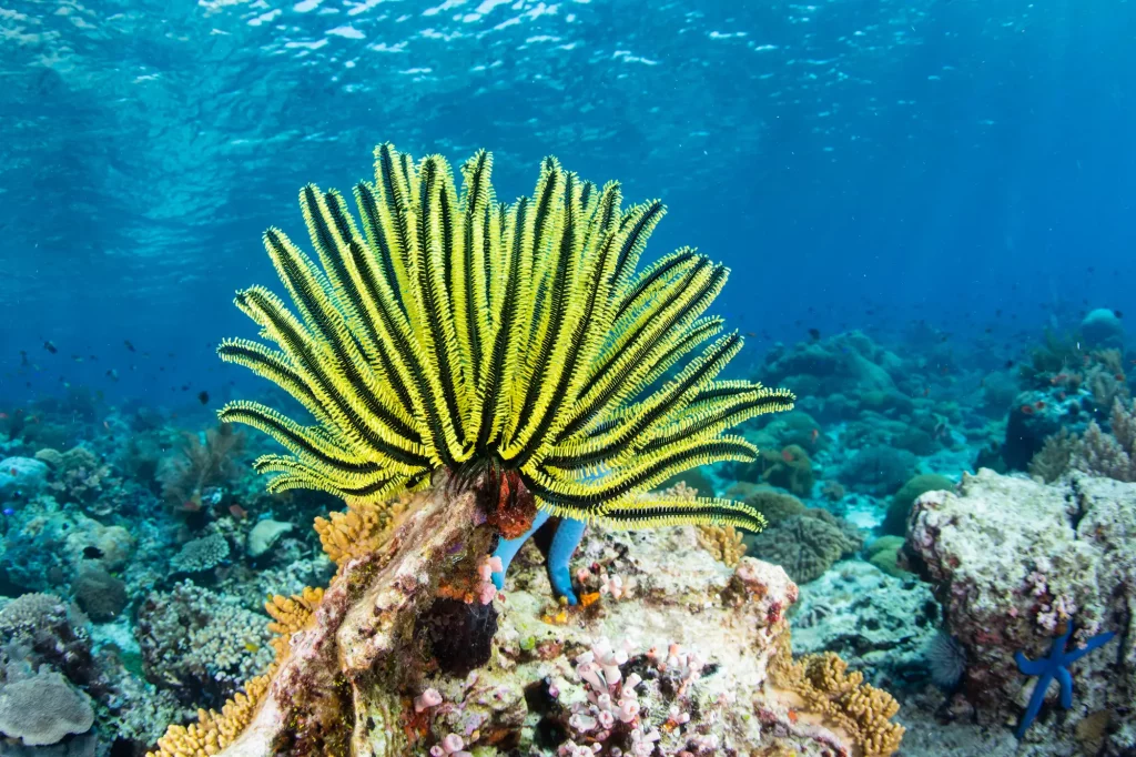 Yellow crinoid fan, Alor, Indonesia