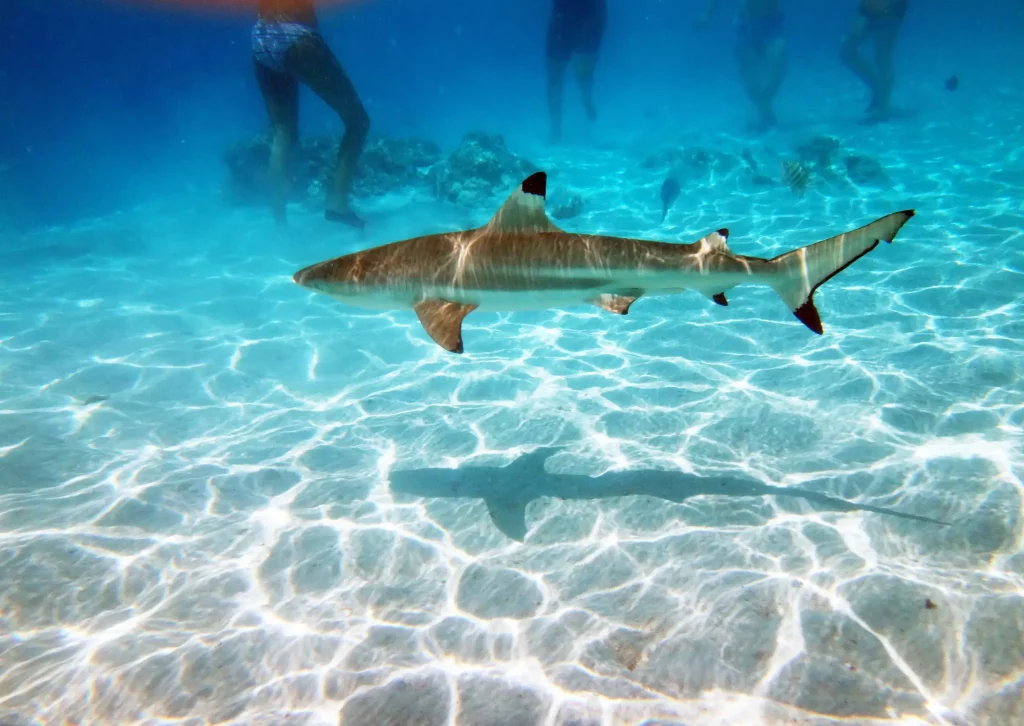 Légende : Requin de récif à pointe noire à Moorea, Polynésie française
