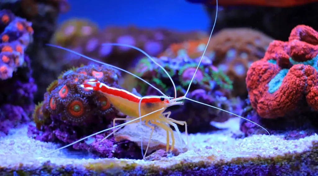 Lysmata amboinensis - One of the most popular marine shrimp in home