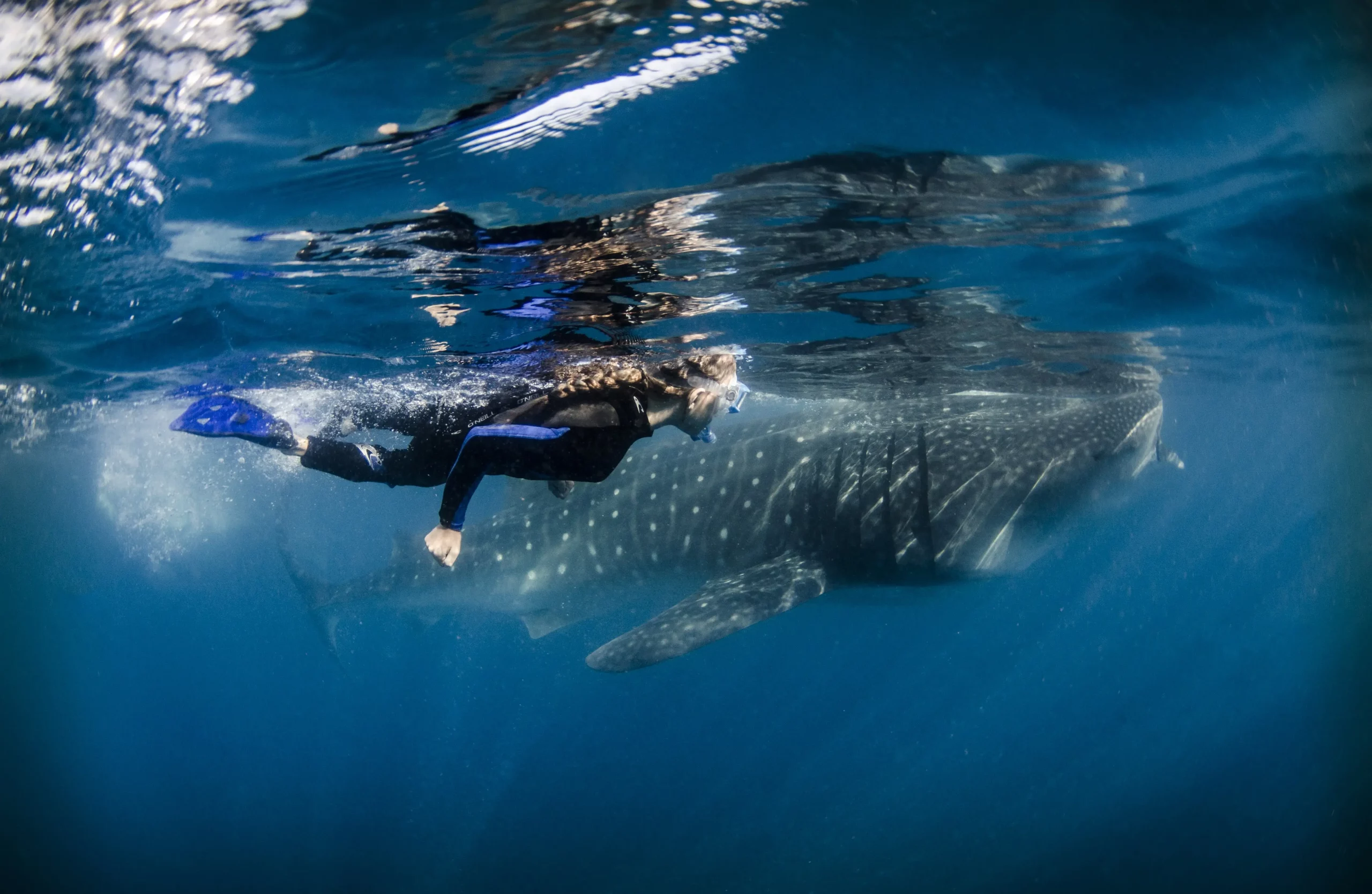 Whaleshark with snorkeler in Isla Mujeres, Mexico