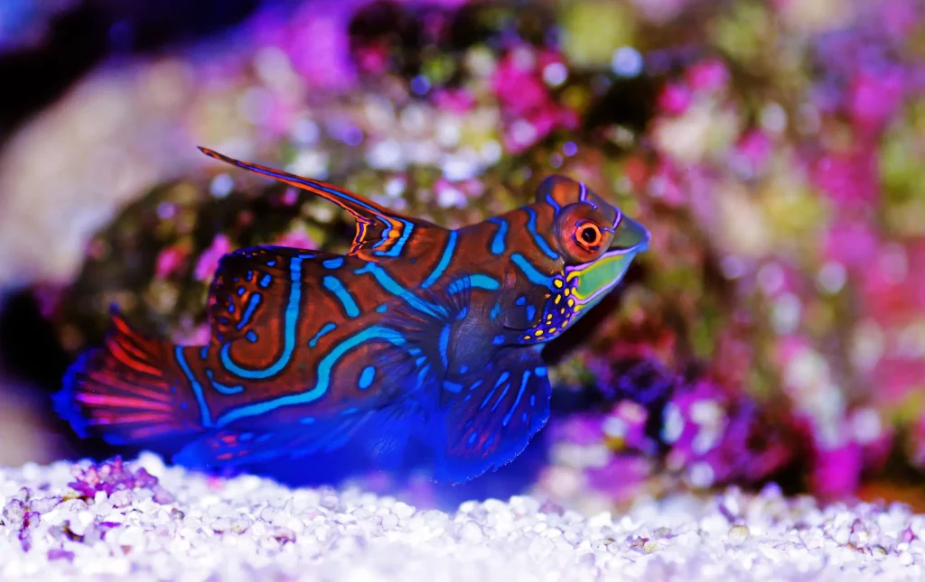 Synchiropus splendidus - an exquisite colorful saltwater fish