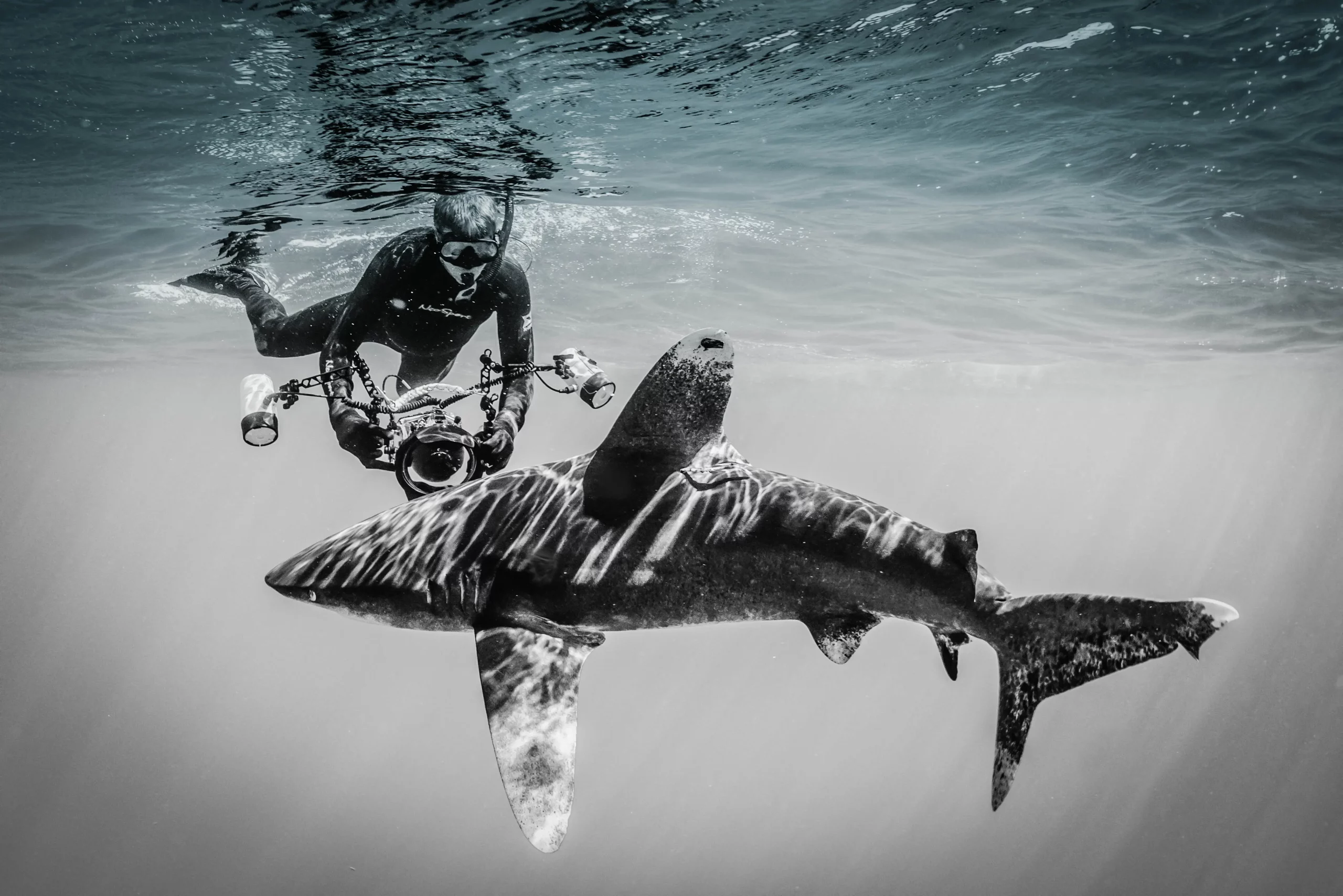 Underwater Photography - OceanImageBank - JettBritnell