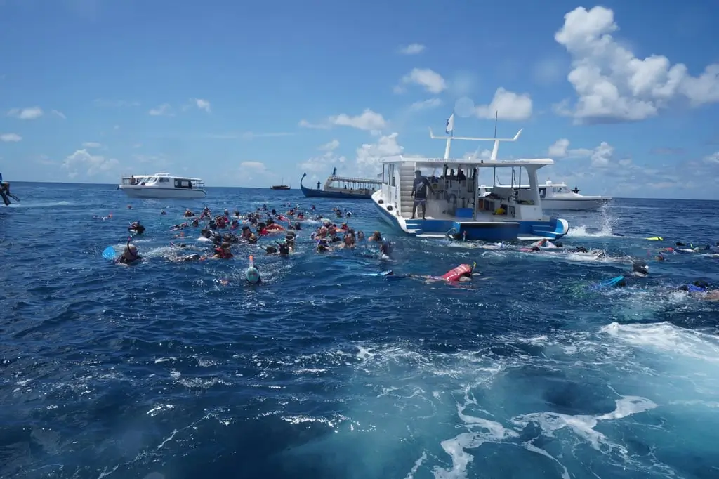 The Problem with Mass Tourism in Whale Shark Encounters