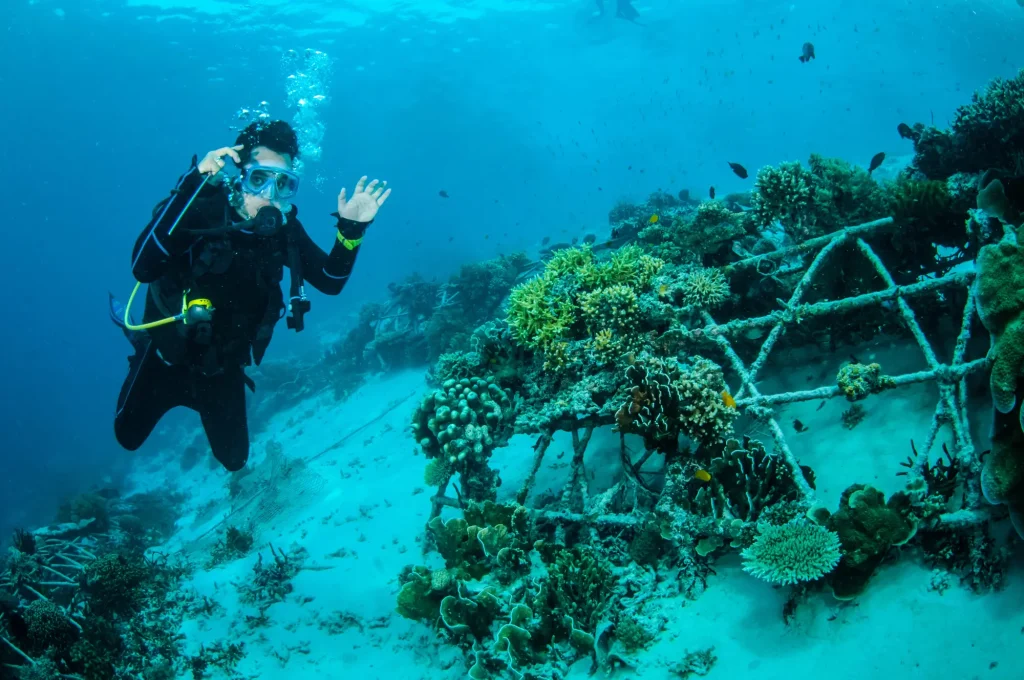 Reef Rescuers: Become a Coral Restoration Volunteer Today!