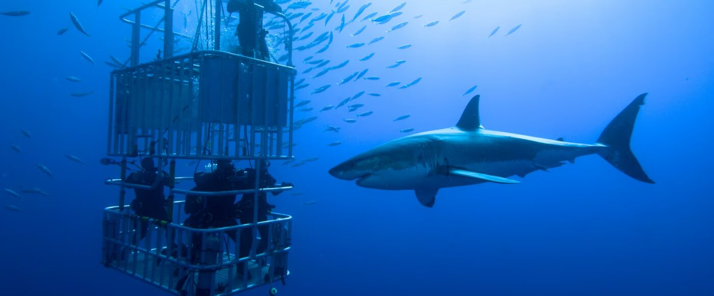 Shark Cage Diving: Is It Safe, Ethical, and Worth the Thrill?