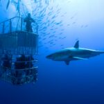 Shark Cage Diving: Is It Safe, Ethical, and Worth the Thrill?