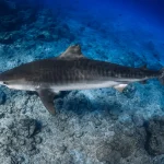 Why Fuvahmulah Diving Is a Shark Diver’s Dream Destination