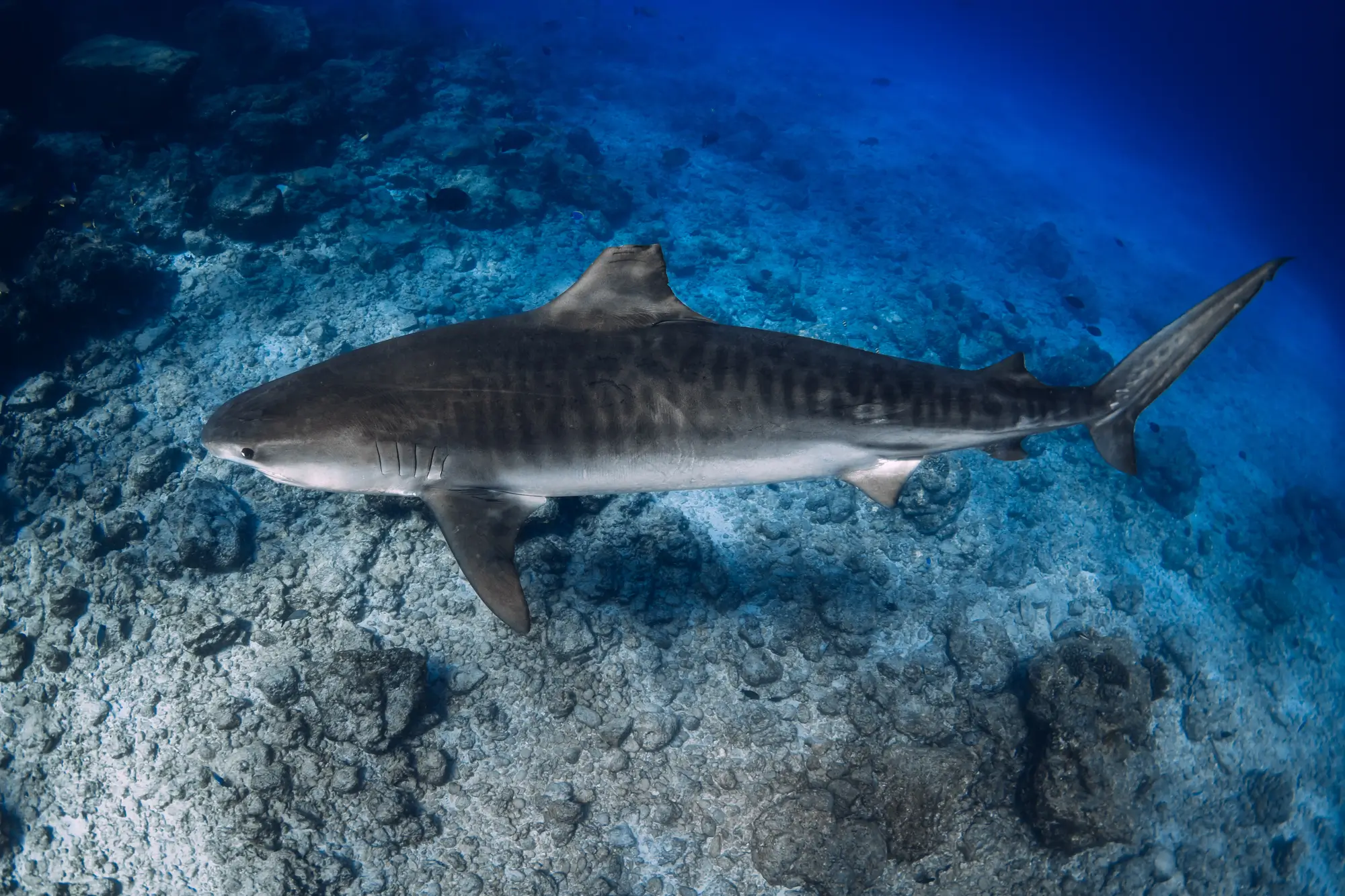 Why Fuvahmulah Diving Is a Shark Diver’s Dream Destination