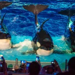 Should Orca Shows Be Banned? The Case Against Captivity